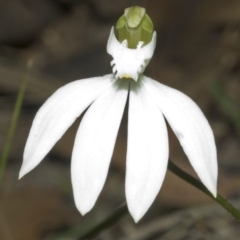 Caladenia catenata (White Fingers) at Jervis Bay National Park - 29 Aug 2006 by AlanS