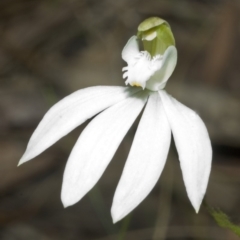 Caladenia catenata at Comberton, NSW - suppressed