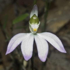 Caladenia catenata (White Fingers) at Falls Creek, NSW - 19 Sep 2006 by AlanS