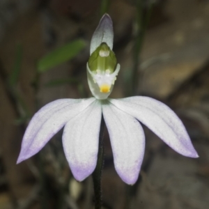 Caladenia catenata at Falls Creek, NSW - suppressed