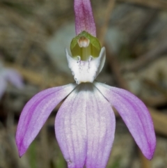 Caladenia catenata (White Fingers) at Broulee, NSW - 13 Sep 2005 by AlanS