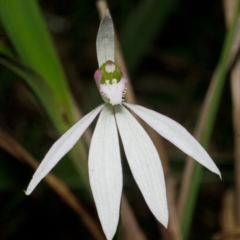 Caladenia catenata (White Fingers) at Jervis Bay National Park - 16 Sep 2013 by AlanS