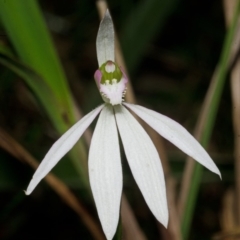 Caladenia catenata (White Fingers) at Comberton, NSW - 17 Sep 2013 by AlanS