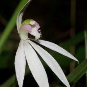 Caladenia catenata at Comberton, NSW - 17 Sep 2013