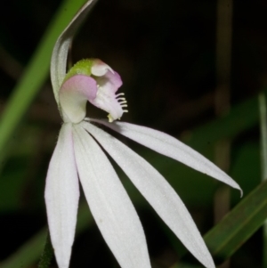 Caladenia catenata at Comberton, NSW - suppressed