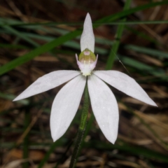 Caladenia catenata (White Fingers) at Callala Creek Bushcare - 21 Sep 2014 by AlanS