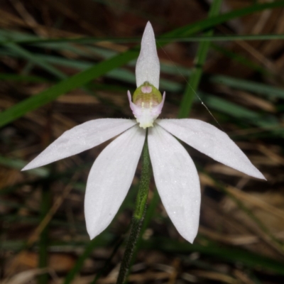 Caladenia catenata (White Fingers) at Callala Creek Bushcare - 21 Sep 2014 by AlanS