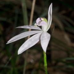 Caladenia catenata at Myola, NSW - suppressed