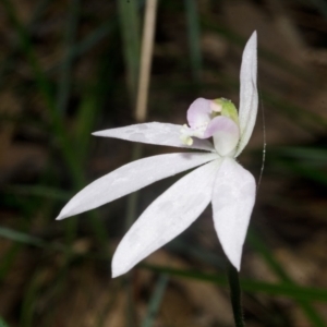 Caladenia catenata at Myola, NSW - 22 Sep 2014