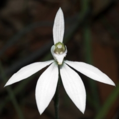 Caladenia catenata (White Fingers) at Callala Bay, NSW - 26 Sep 2005 by AlanS