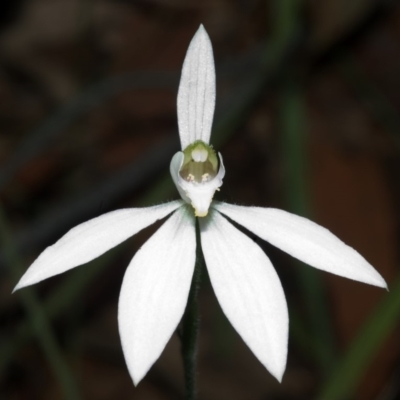 Caladenia catenata (White Fingers) at Callala Bay, NSW - 27 Sep 2005 by AlanS