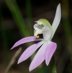Caladenia catenata (White Fingers) at Wollumboola, NSW - 27 Aug 2013 by AlanS