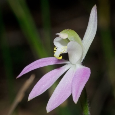 Caladenia catenata (White Fingers) at Wollumboola, NSW - 27 Aug 2013 by AlanS