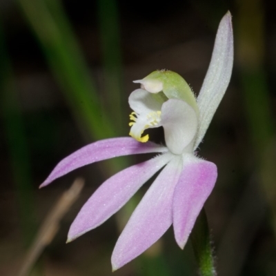 Caladenia catenata (White Fingers) at Wollumboola, NSW - 26 Aug 2013 by AlanS