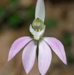 Caladenia catenata at Wollumboola, NSW - suppressed