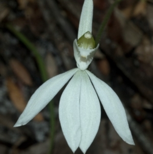 Caladenia catenata at Myola, NSW - suppressed