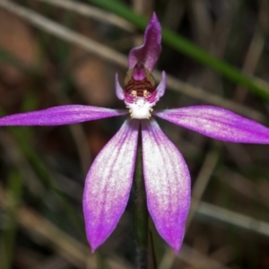 Caladenia curtisepala at Yerriyong, NSW - 19 Sep 2005