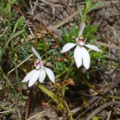 Caladenia fuscata (Dusky Fingers) at Bamarang, NSW - 29 Sep 2013 by AlanS