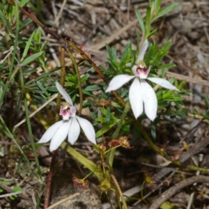 Caladenia fuscata at Bamarang, NSW - suppressed