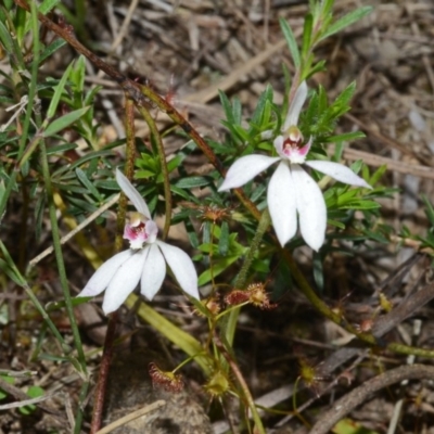 Caladenia fuscata (Dusky Fingers) at Bamarang, NSW - 28 Sep 2013 by AlanS