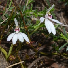 Caladenia fuscata at Bamarang, NSW - suppressed