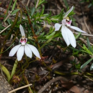 Caladenia fuscata at Bamarang, NSW - 29 Sep 2013