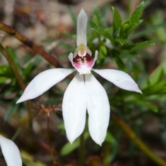 Caladenia fuscata at Bamarang, NSW - 29 Sep 2013