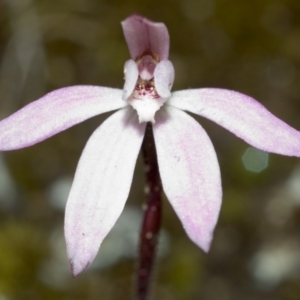 Caladenia fuscata at Sassafras, NSW - suppressed