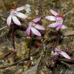 Caladenia fuscata at Sassafras, NSW - suppressed