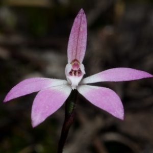 Caladenia fuscata at Sassafras, NSW - suppressed