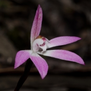 Caladenia fuscata at Sassafras, NSW - suppressed