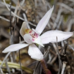 Caladenia fuscata (Dusky Fingers) at Tianjara, NSW - 22 Sep 2013 by AlanS