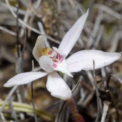 Caladenia fuscata (Dusky Fingers) at Tianjara, NSW - 22 Sep 2013 by AlanS