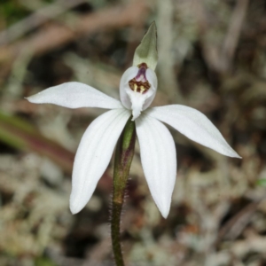 Caladenia fuscata at Bamarang, NSW - 26 Aug 2013