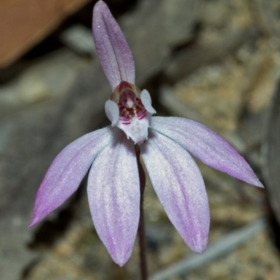 Caladenia fuscata (Dusky Fingers) at Broulee, NSW - 13 Sep 2005 by AlanS