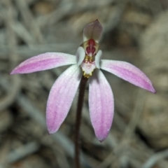 Caladenia fuscata (Dusky Fingers) at Budgong, NSW - 5 Sep 2010 by AlanS