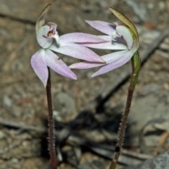 Caladenia fuscata at Budgong, NSW - suppressed