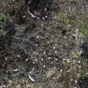 Caladenia fuscata at Tianjara, NSW - suppressed