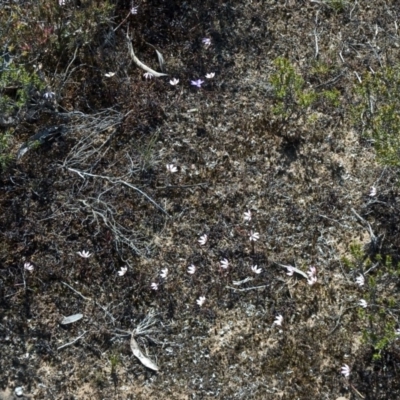 Caladenia fuscata (Dusky Fingers) at Tianjara, NSW - 28 Sep 2010 by AlanS