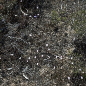 Caladenia fuscata at Tianjara, NSW - suppressed