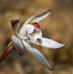 Caladenia fuscata at Tianjara, NSW - suppressed