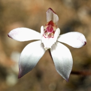 Caladenia fuscata at Tianjara, NSW - suppressed