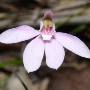 Caladenia fuscata at Wollumboola, NSW - suppressed