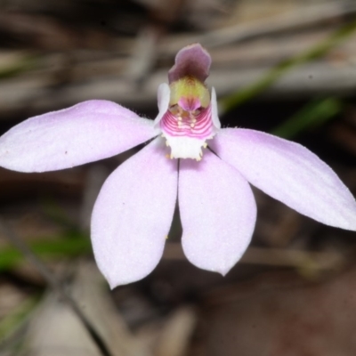 Caladenia fuscata (Dusky Fingers) at Jervis Bay National Park - 29 Sep 2013 by AlanS