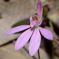 Caladenia fuscata at Wollumboola, NSW - suppressed