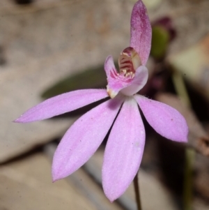 Caladenia fuscata at Wollumboola, NSW - 30 Sep 2013