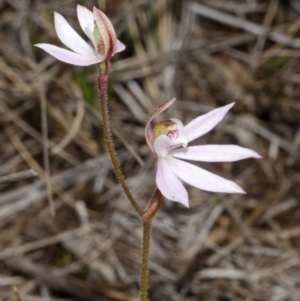 Caladenia fuscata at West Nowra, NSW - suppressed