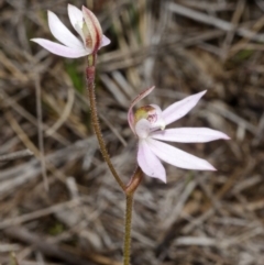 Caladenia fuscata (Dusky Fingers) at West Nowra, NSW - 25 Aug 2013 by AlanS