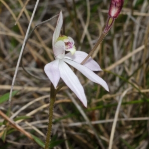 Caladenia fuscata at West Nowra, NSW - suppressed