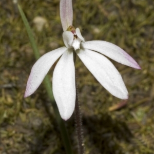 Caladenia fuscata at West Nowra, NSW - suppressed